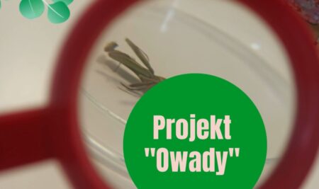 Projekt “Owady”